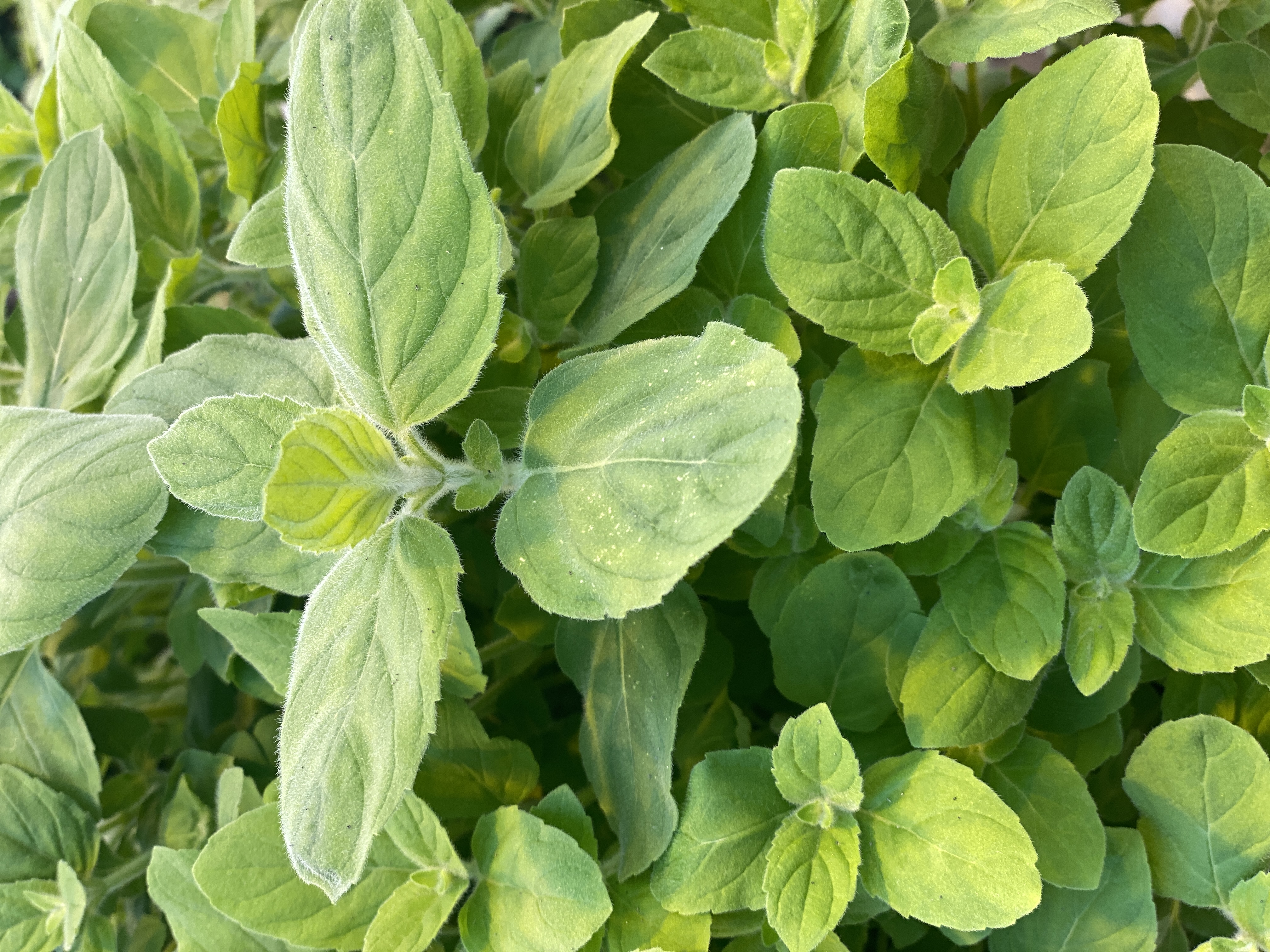 Velvet mint plant