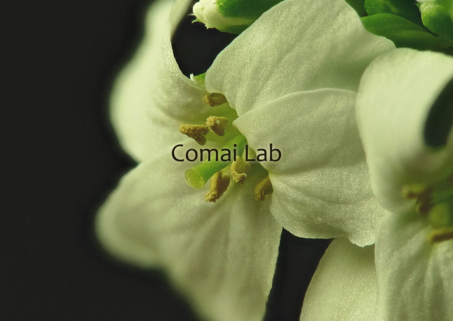 Comai Lab Placeholder Image of Flower and text "Comai Lab"