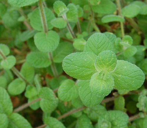 mint plant