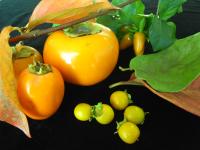 persimmons