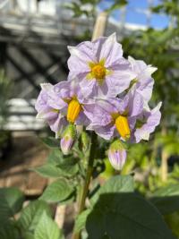 potato flowers